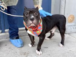 Shelter Stray Male Dog last seen 106th Street, NEW YORK, NY, 10025, New York, NY 10029