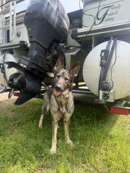Lost Female Dog last seen N central and 24/27, Locust, NC 28097