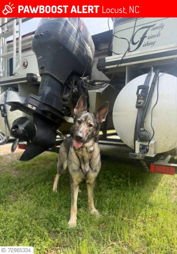 Lost Female Dog last seen N central and 24/27, Locust, NC 28097