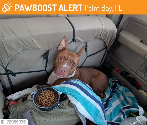 Found/Stray Female Dog last seen Compound, Palm Bay, FL 32909