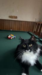 Lost Female Cat last seen Hillcreek Lane, Gates Rd, Mayfield Rd, Gates Mills, OH 44040