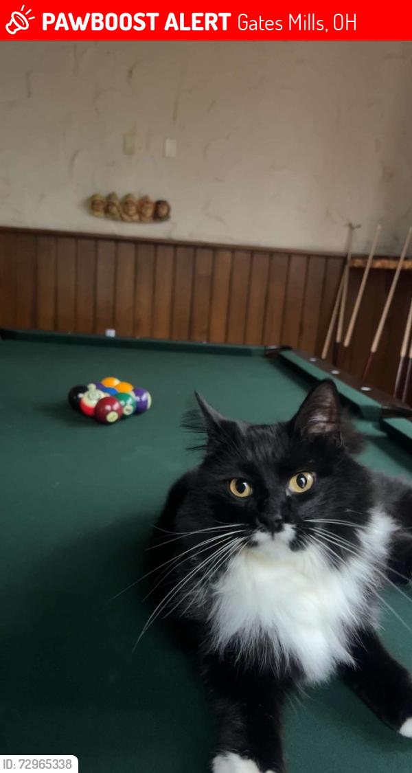 Lost Female Cat last seen Hillcreek Lane, Gates Rd, Mayfield Rd, Gates Mills, OH 44040
