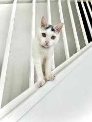 Lost Male Cat last seen Near NW 53rd St Boca Raton, FL  33496 United States, Boca Raton, FL 33496