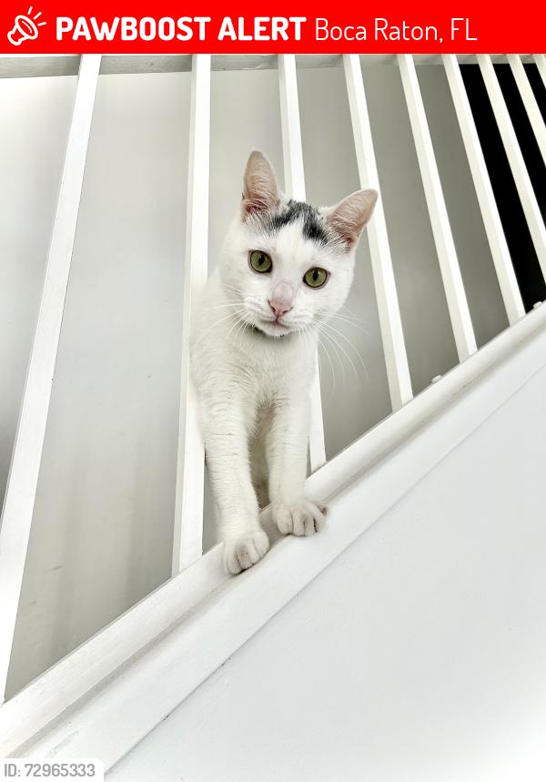 Lost Male Cat last seen Near NW 53rd St Boca Raton, FL  33496 United States, Boca Raton, FL 33496