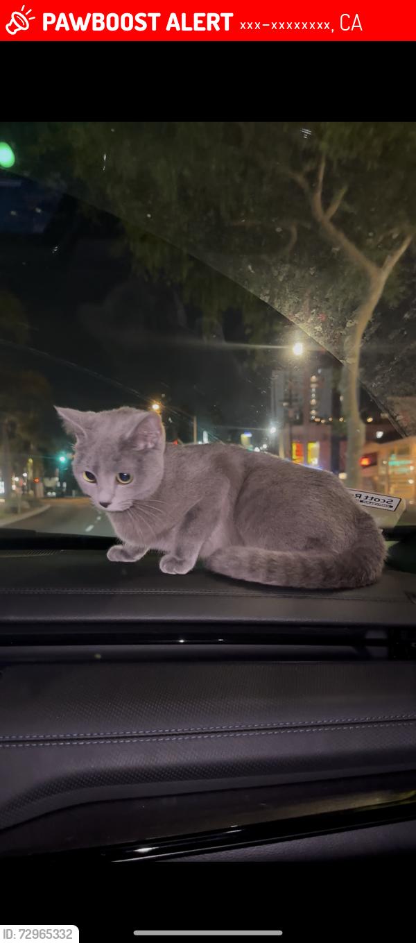 Lost Female Cat last seen Nortridge, Лос-Анджелес, CA 91324