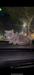 Lost Female Cat last seen Nortridge, Лос-Анджелес, CA 91324