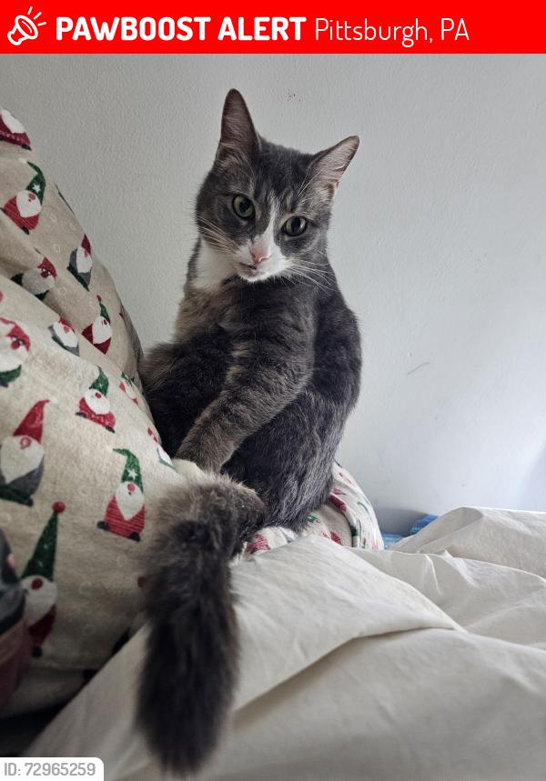 Lost Female Cat last seen Near Wilkins Rd Bryn Mawr 15221, Pittsburgh, PA 15221