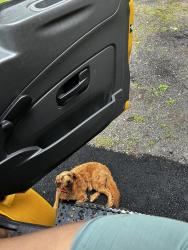 Lost Male Dog last seen Cooke st , target , McDonald’s , post office , Waterbury, CT 06704