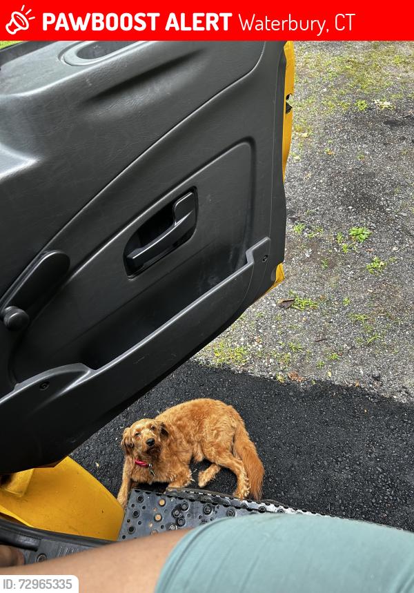 Lost Male Dog last seen Cooke st , target , McDonald’s , post office , Waterbury, CT 06704