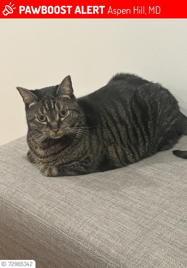 Lost Male Cat last seen Bear Valley Ter and Park Vista Dr, Aspen Hill, MD 20906