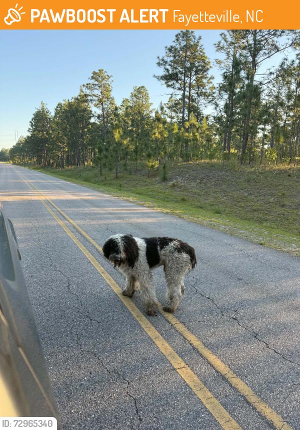 Found/Stray Unknown Dog last seen Smith lake road , Fayetteville, NC 28311