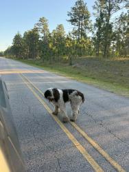 Found/Stray Unknown Dog last seen Smith lake road , Fayetteville, NC 28311