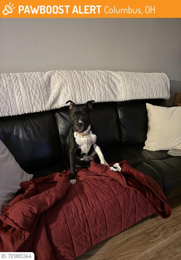 Found/Stray Female Dog last seen Ridge & burgess, Columbus, OH 43204