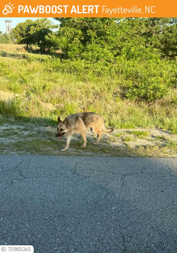 Found/Stray Unknown Dog last seen Smith lake , Fayetteville, NC 28311
