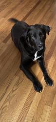 Lost Male Dog last seen Old creedmoor, Raleigh, NC 27613