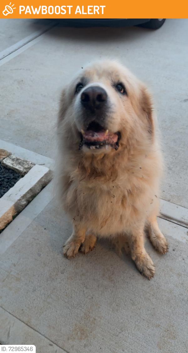 Found/Stray Unknown Dog last seen Eastchase st , Montgomery County, TX 77316