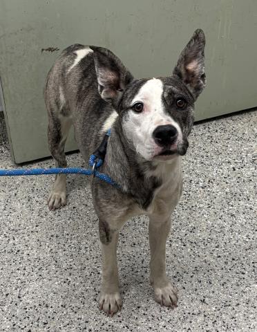 Shelter Stray Female Dog last seen Near BLOCK E NEVADA ST, DETROIT MI 48234, Detroit, MI 48211
