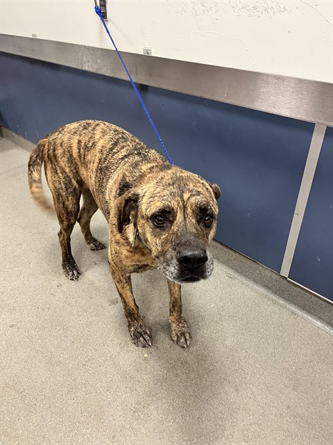 Shelter Stray Male Dog last seen Near BLOCK E 61ST ST, Doral, FL 33122