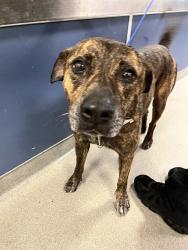 Shelter Stray Male Dog last seen Near BLOCK E 61ST ST, Doral, FL 33122