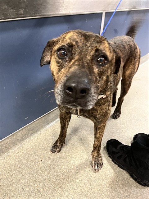 Shelter Stray Male Dog last seen Near BLOCK E 61ST ST, Doral, FL 33122