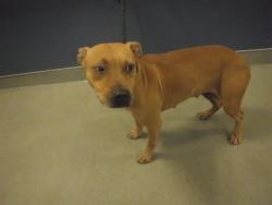 Shelter Stray Female Dog last seen Near BLOCK NW 10TH ST, Doral, FL 33122