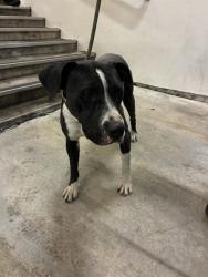 Shelter Stray Female Dog last seen Near BLOCK NW 14TH AVE, Doral, FL 33122