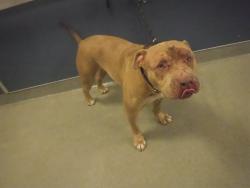 Shelter Stray Female Dog last seen Near BLOCK W MOWRY DR, Doral, FL 33122