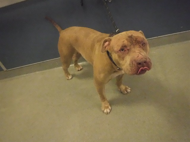 Shelter Stray Female Dog last seen Near BLOCK W MOWRY DR, Doral, FL 33122