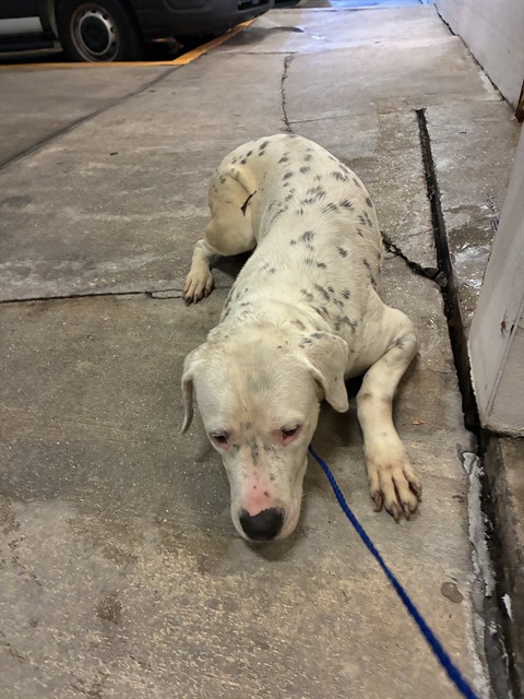 Shelter Stray Male Dog last seen Near BLOCK OPA LOCKA BLVD, Doral, FL 33122