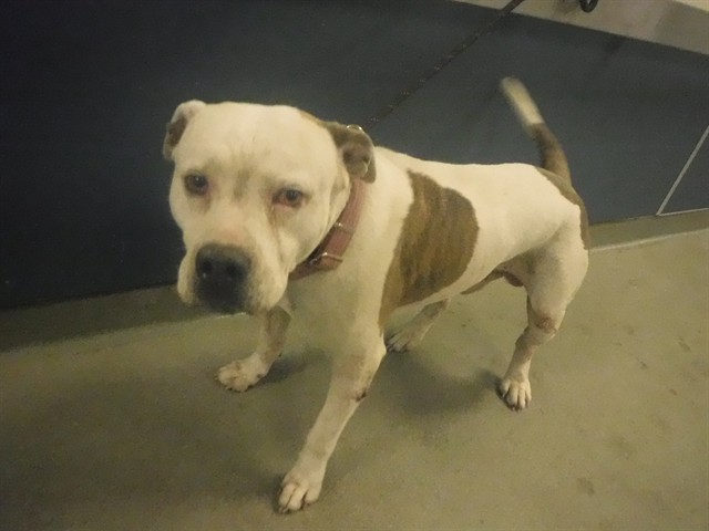 Shelter Stray Male Dog last seen Near BLOCK PALM DR, Doral, FL 33122