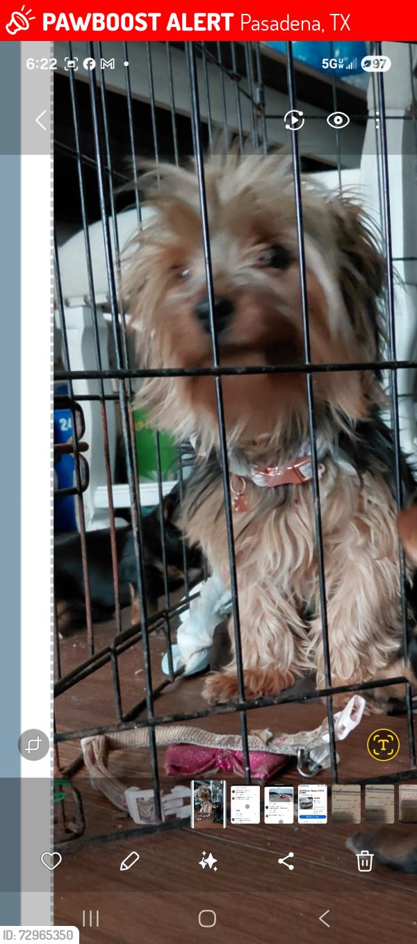 Lost Female Dog last seen Shaver, Pasadena, TX 77502