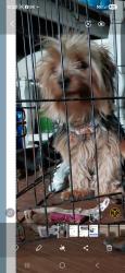 Lost Female Dog last seen Shaver, Pasadena, TX 77502