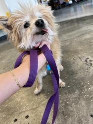 Found/Stray Female Dog last seen International Parkway, Colonial Town Park plaza, Lake Mary, FL 32746