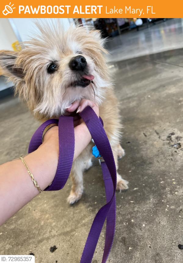 Found/Stray Female Dog last seen International Parkway, Colonial Town Park plaza, Lake Mary, FL 32746