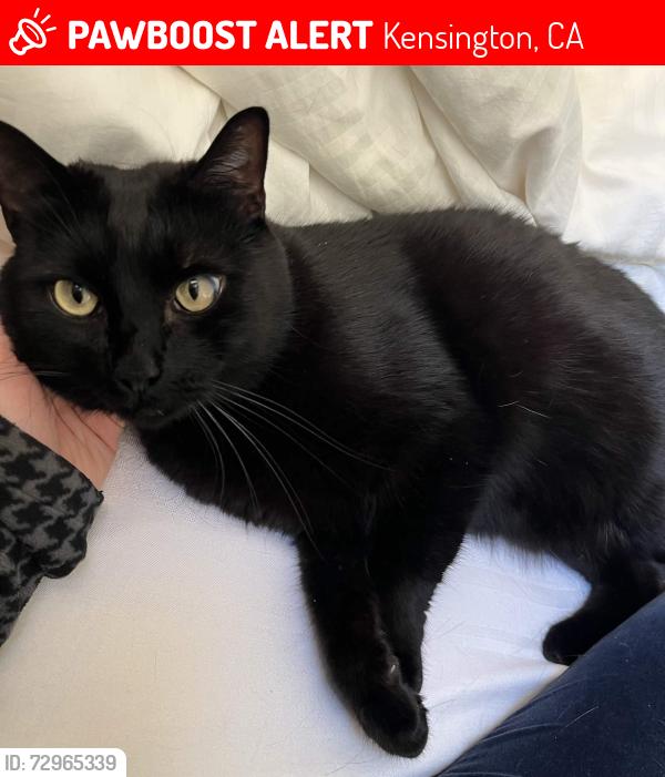 Lost Male Cat last seen Kensington Circle, apmt building between Coventry and Oak View., Kensington, CA 94706