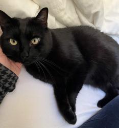 Lost Male Cat last seen Kensington Circle, apmt building between Coventry and Oak View., Kensington, CA 94706