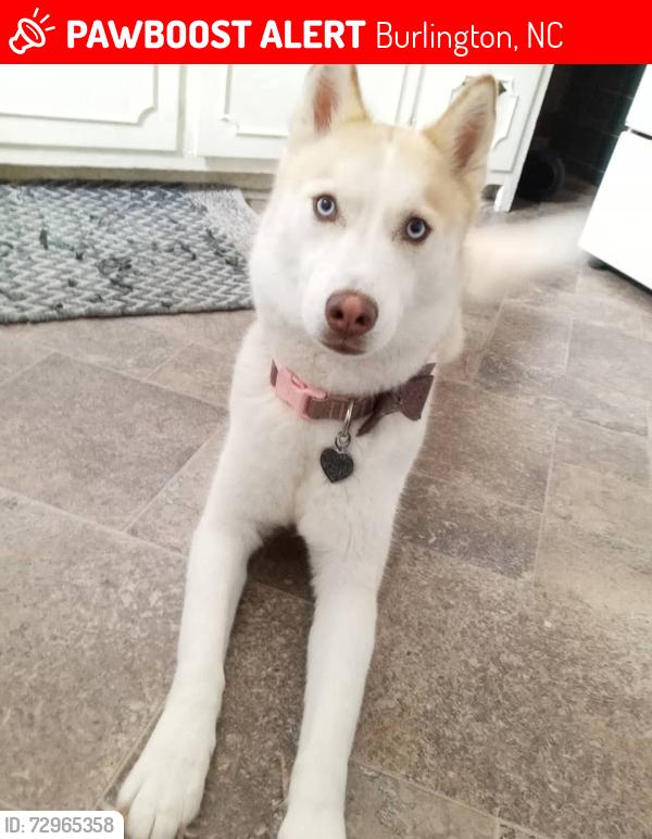 Lost Female Dog last seen Wood ave burlington , Burlington, NC 27215