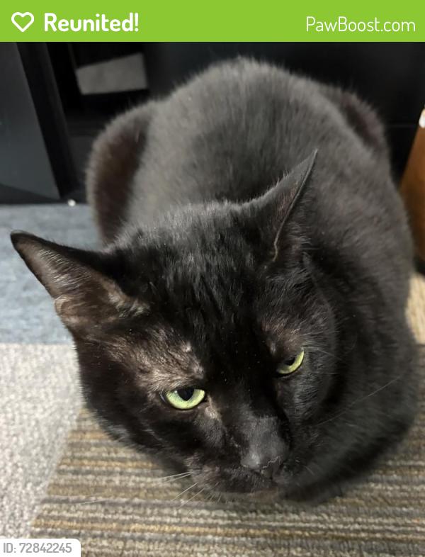 Reunited Male Cat last seen Pleasant Valley Rd, Indian Lakes, Virginia Beach, VA 23464