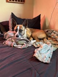 Lost Female Dog last seen Near Dixie hwy NE, Palm Bay, FL 32905