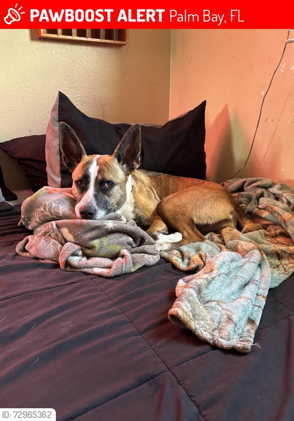 Lost Female Dog last seen Near Dixie hwy NE, Palm Bay, FL 32905