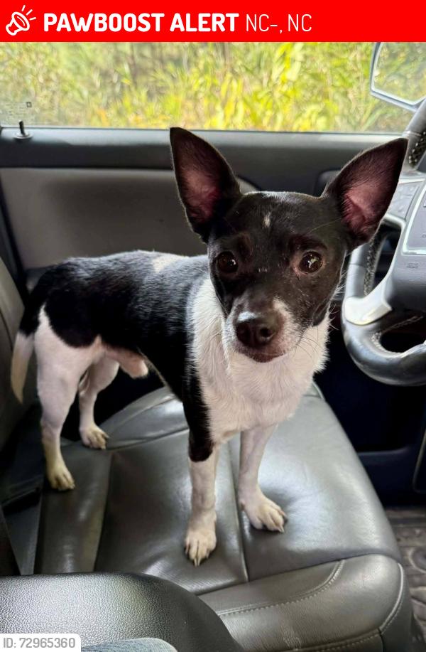 Lost Male Dog last seen CC road, NC-33, NC 27834