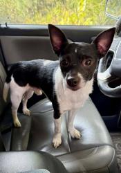 Lost Male Dog last seen CC road, NC-33, NC 27834