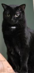 Lost Male Cat last seen 73rd St and 10th Ave, Kenosha, WI 53143