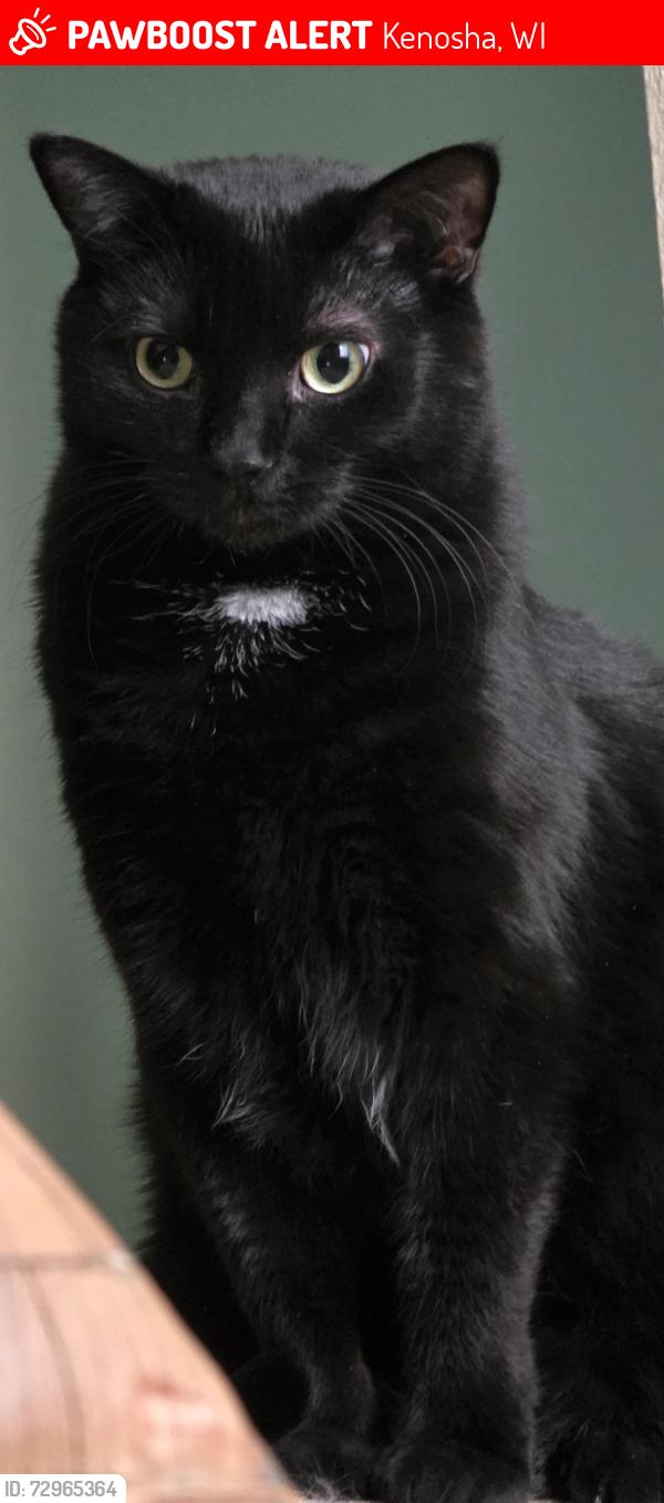 Lost Male Cat last seen 73rd St and 10th Ave, Kenosha, WI 53143