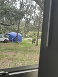 Lost Unknown Dog last seen Rogers middle school , Riverview, FL 33569