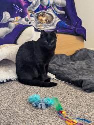 Lost Male Cat last seen East River road and North camino arenosa, Tucson, AZ 85718