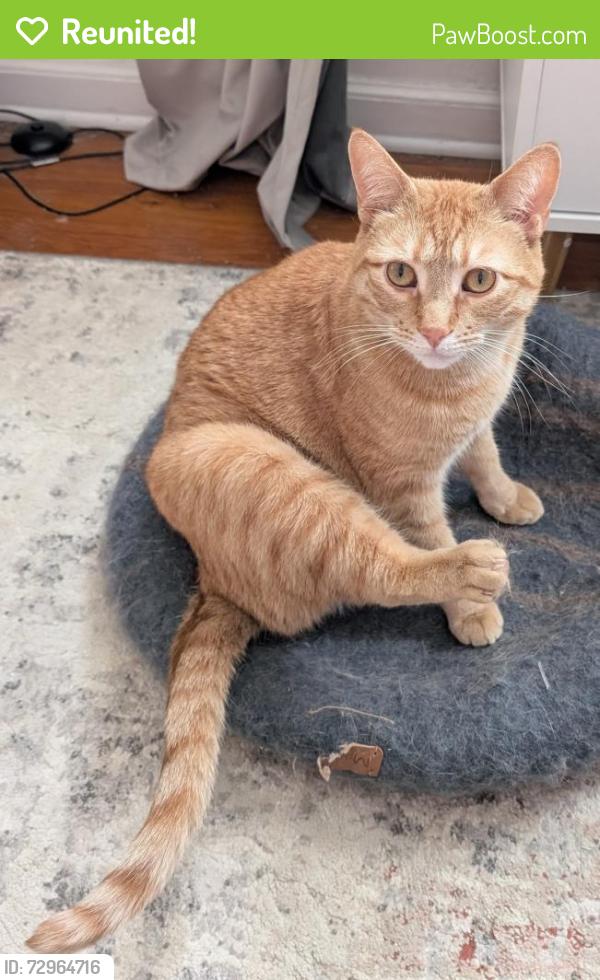 Reunited Male Cat last seen Rockne and Bader, South Bend, IN 46617