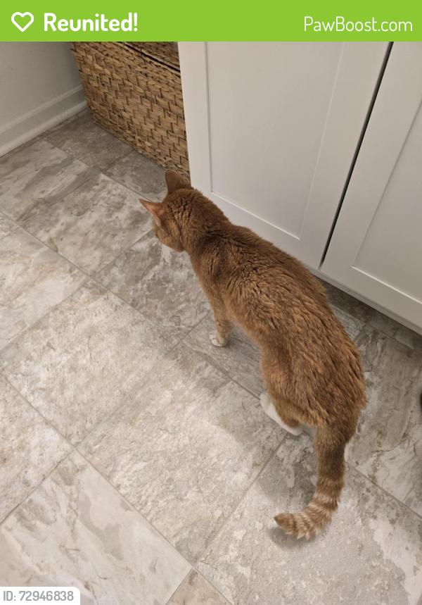 Reunited Male Cat last seen Maple Ridge Elementary/Maple Trails Neighborhood, Pendleton, IN 46064