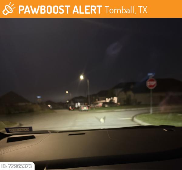 Found/Stray Unknown Cat last seen School street tomball, tx, Tomball, TX 77375