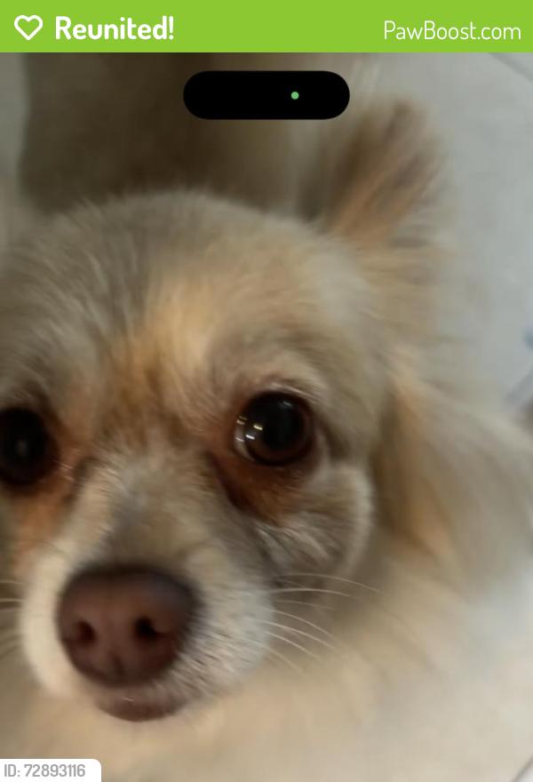 Reunited Male Dog last seen Grevillea ave and 102nd street, Inglewood, CA 90304